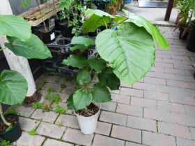 観葉植物６月の紹介