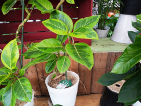 観葉植物６月の紹介