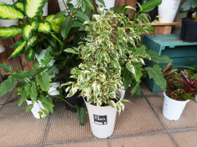 観葉植物６月の紹介