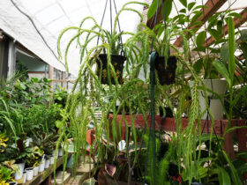 観葉植物６月の紹介