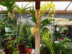 観葉植物６月の紹介