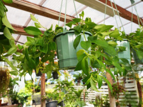 観葉植物８月の紹介