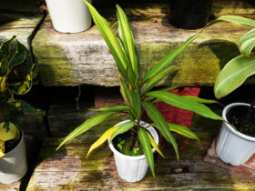 観葉植物８月の紹介