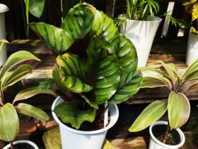 観葉植物８月の紹介