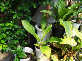 観葉植物８月の紹介
