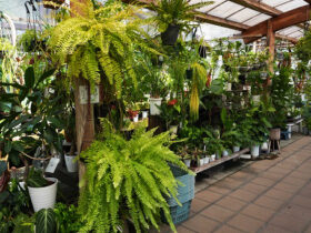 観葉植物８月の紹介