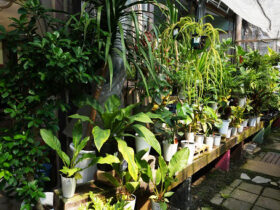 観葉植物８月の紹介