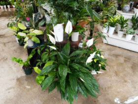 観葉植物４月の紹介