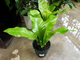 観葉植物４月の紹介
