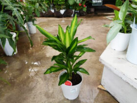 観葉植物４月の紹介