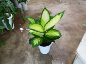 観葉植物４月の紹介