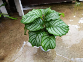 観葉植物４月の紹介