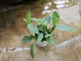 観葉植物４月の紹介