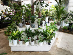 観葉植物４月の紹介