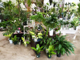 観葉植物４月の紹介