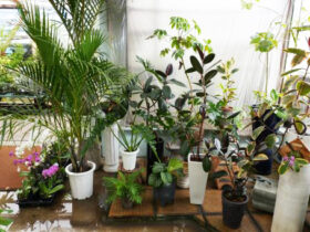 観葉植物４月の紹介