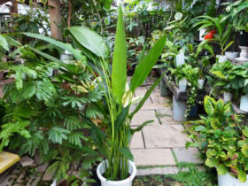 観葉植物９月の紹介