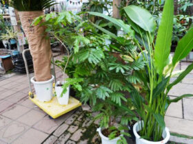観葉植物９月の紹介