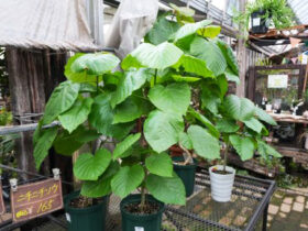 観葉植物９月の紹介