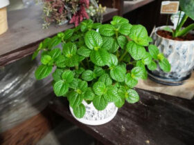 観葉植物９月の紹介