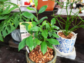 観葉植物９月の紹介