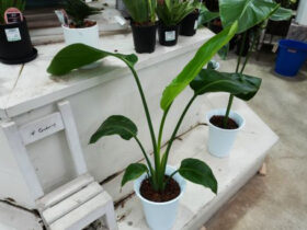 観葉植物９月の紹介
