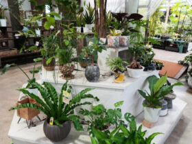 観葉植物９月の紹介