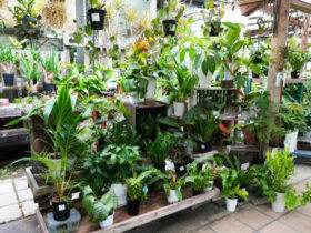 観葉植物９月の紹介