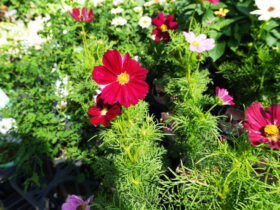 ８月入荷中の花苗の紹介
