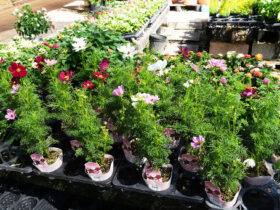 ８月入荷中の花苗の紹介