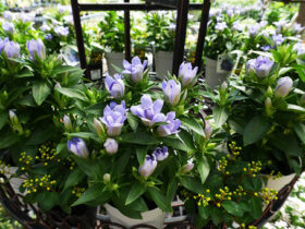 ８月入荷中の花苗の紹介