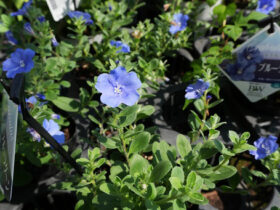 ８月入荷中の花苗の紹介