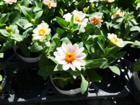 ８月入荷中の花苗の紹介