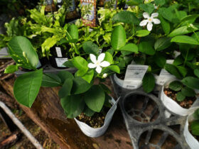 ８月入荷中の花苗の紹介