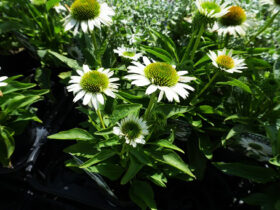 ８月入荷中の花苗の紹介