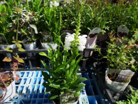 ８月入荷中の花苗の紹介