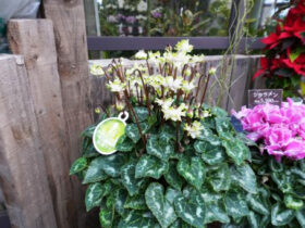 １２月入荷中の花苗の紹介