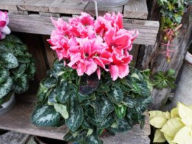 １２月入荷中の花苗の紹介