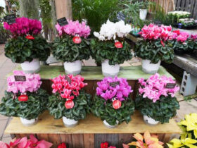 １２月入荷中の花苗の紹介