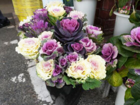 １２月入荷中の花苗の紹介