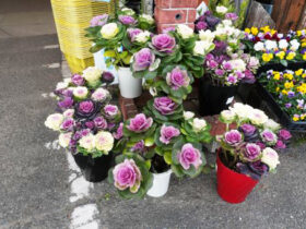 １２月入荷中の花苗の紹介