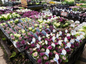 １２月入荷中の花苗の紹介