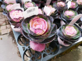 １２月入荷中の花苗の紹介