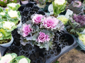 １２月入荷中の花苗の紹介