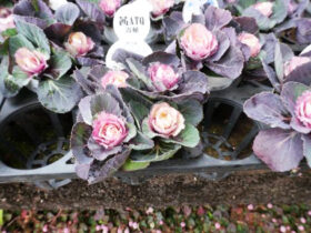１２月入荷中の花苗の紹介