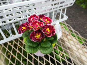 １２月入荷中の花苗の紹介