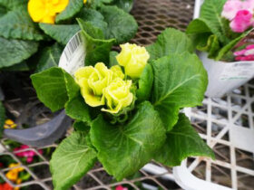 １２月入荷中の花苗の紹介