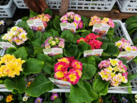 １２月入荷中の花苗の紹介