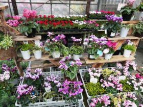 １２月入荷中の花苗の紹介