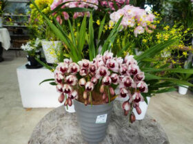 １２月入荷中の花苗の紹介